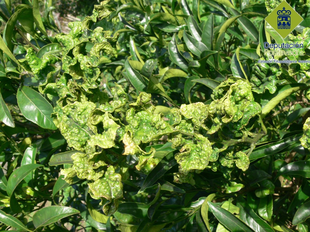Deformacion y rizado de hojas por Trioza erytreae.jpg
